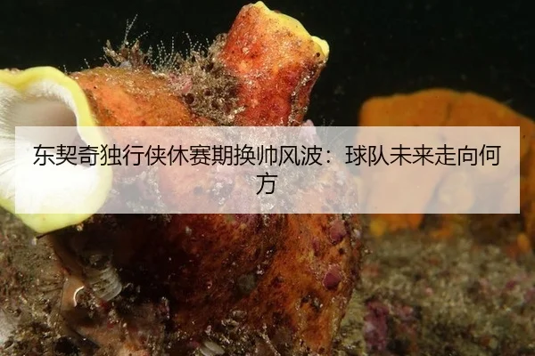 东契奇独行侠休赛期换帅风波：球队未来走向何方